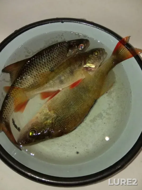 Perch, Roach — Merlyavitsa, Nov 13, 2019
