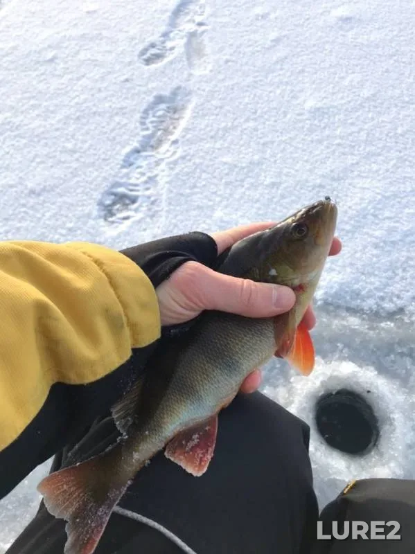 Perch — Krasnoyarskiy kray, Nov 10, 2019
