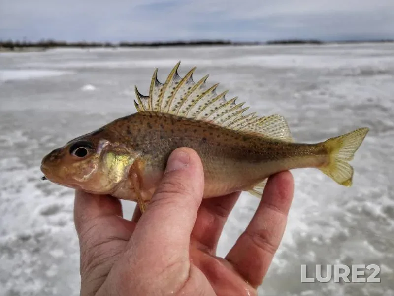 Perch, Roach — Vynga, Apr 27, 2019