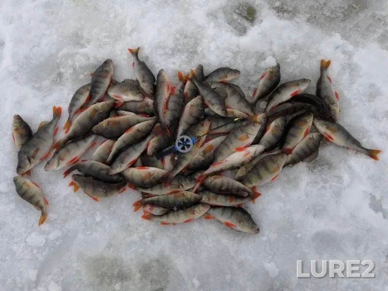 Perch — Vynga, Apr 13, 2019