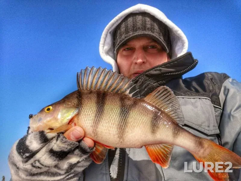 Perch, Roach — Vynga, Apr 07, 2019
