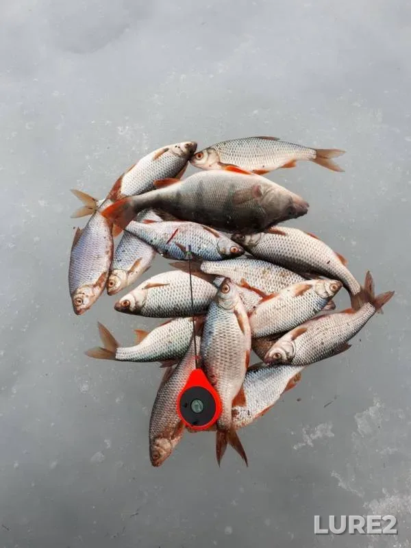 Perch, Roach — Ruza, Apr 01, 2019