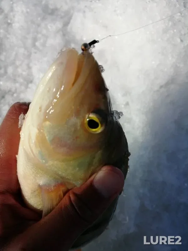 Perch, Roach — Aslikul, Mar 31, 2019