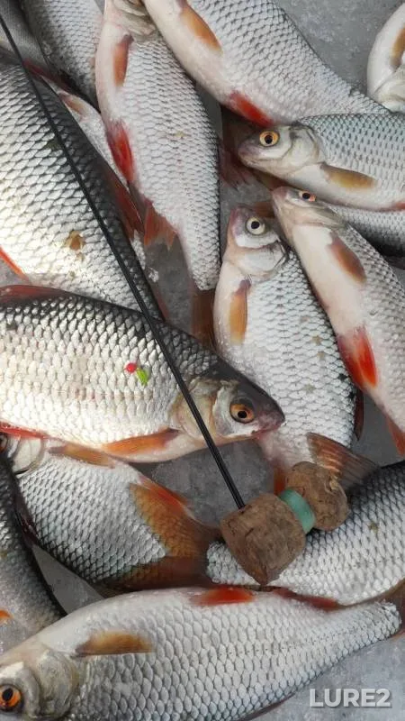 Roach — Karagandinskaya oblast, Mar 15, 2019