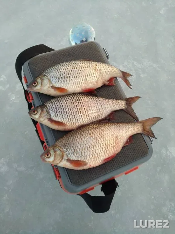 Roach — Sutka, Mar 13, 2019