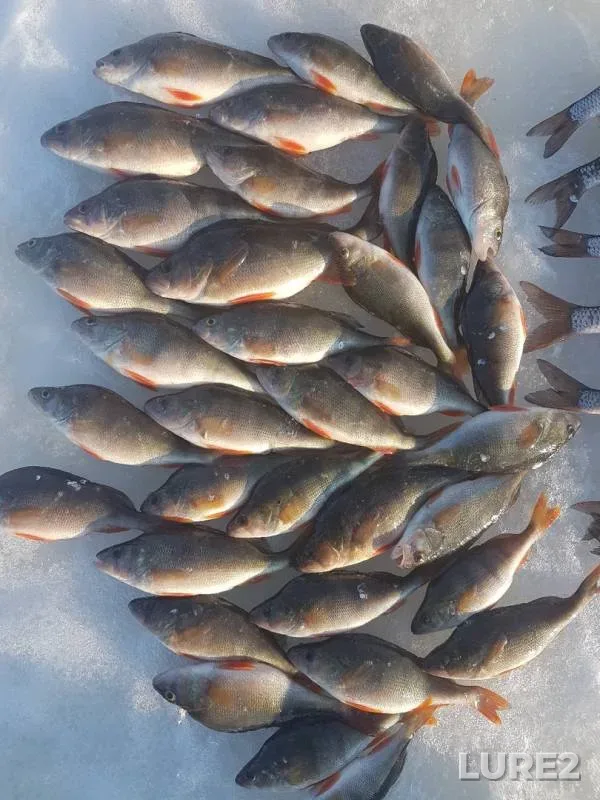 Perch, Roach — Respublika Tatarstan, Mar 10, 2019