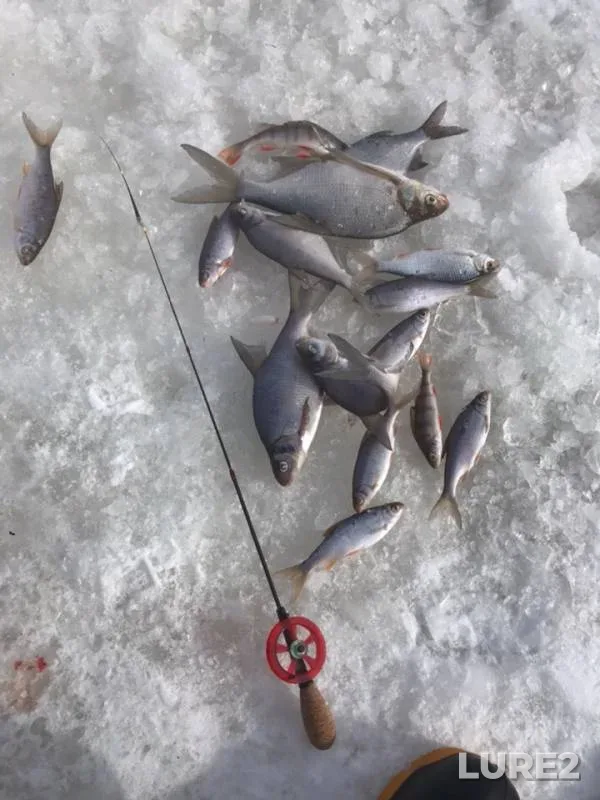 Bream, Perch — Kama, Mar 09, 2019
