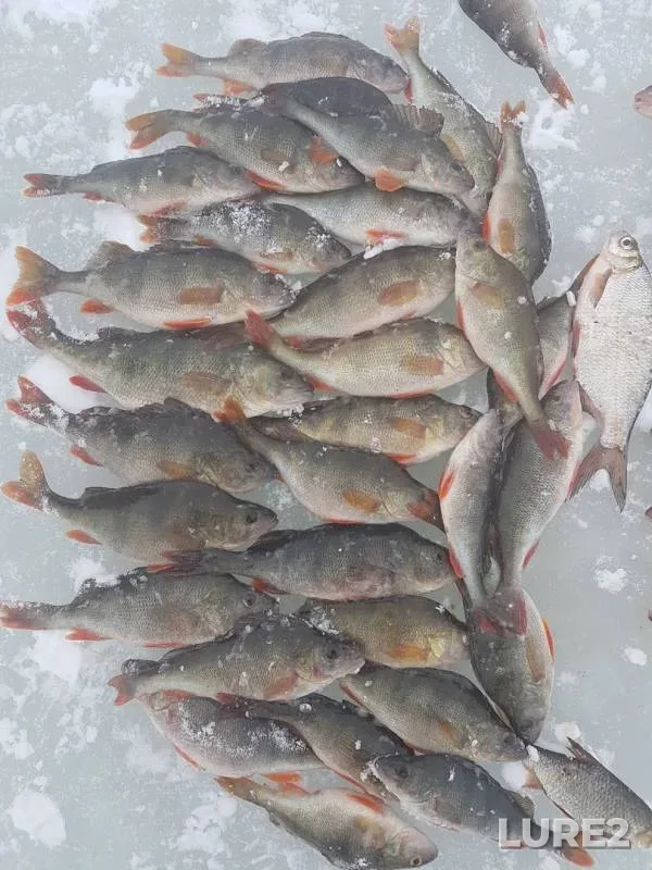 Perch, Roach — Respublika Tatarstan, Mar 09, 2019