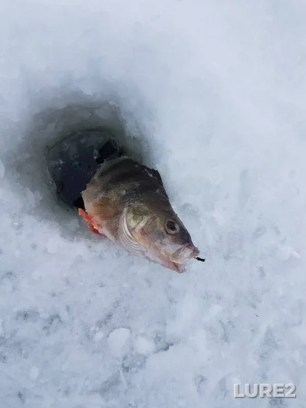 Bream, Perch — Respublika Tatarstan, Feb 23, 2019