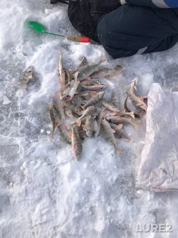 Perch — Krasnoyarskoye, Nov 16, 2019