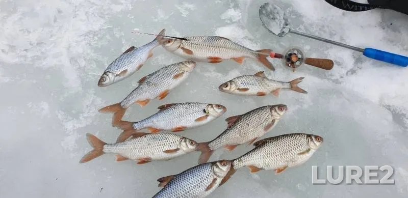 Roach — Bystraya Sosna, Feb 20, 2019