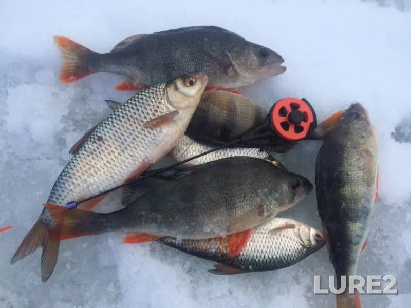 Perch, Roach — Oka, Feb 17, 2019