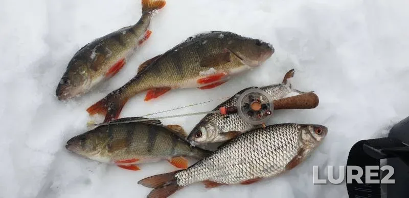 Perch, Roach — Bystraya Sosna, Feb 12, 2019