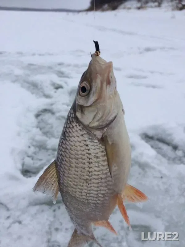 Perch, Roach — Oka, Feb 10, 2019