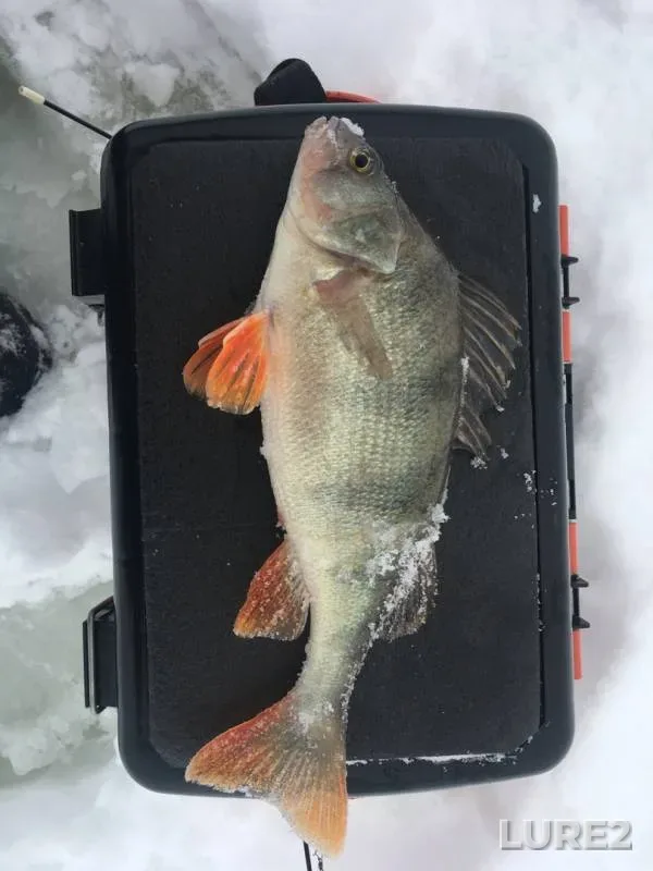 Perch, Roach — Uyvesh, Feb 09, 2019