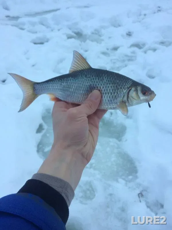 Roach — Moskva, Jan 29, 2019