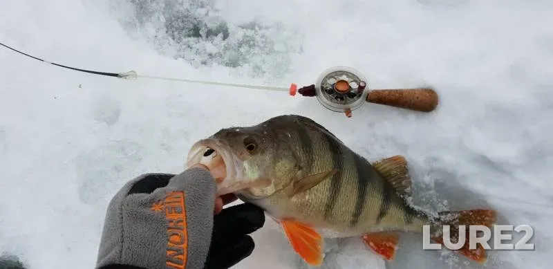 Perch — Bystraya Sosna, Jan 28, 2019