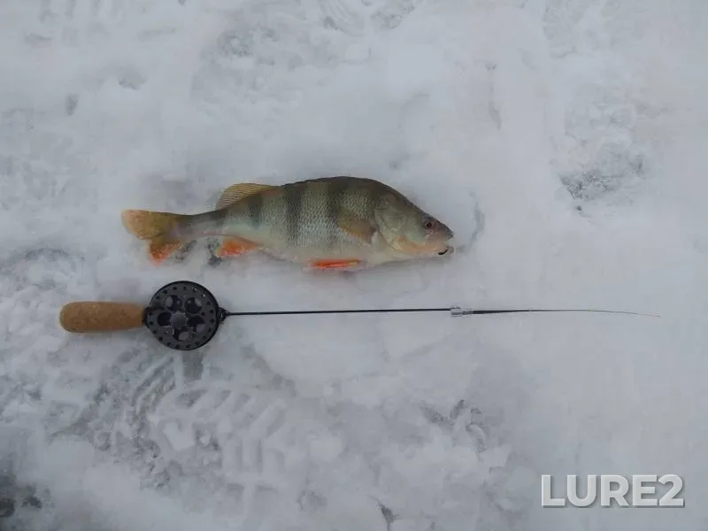 Perch — Don, Jan 28, 2019