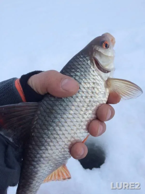 Perch, Roach — Oka, Jan 26, 2019