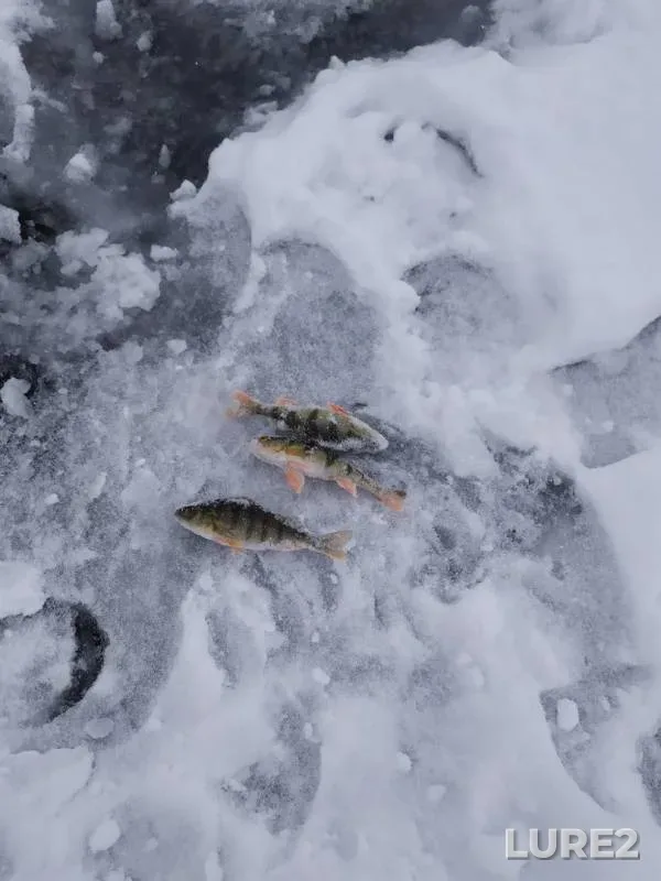 Perch — Respublika Khakasiya, Nov 14, 2019