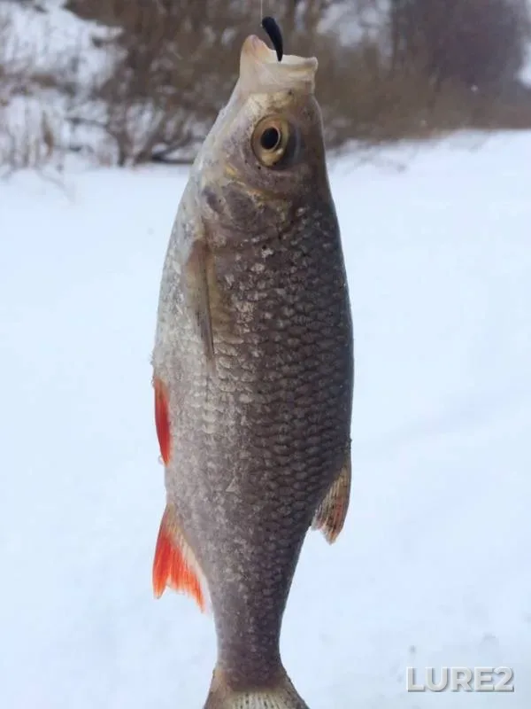 Perch, Roach — Oka, Jan 17, 2019