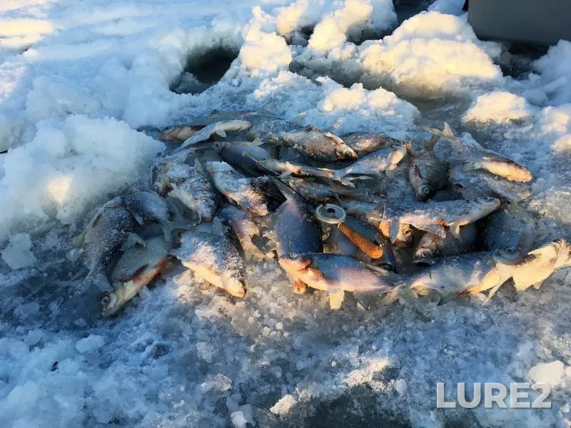 Bream, White bream — Vazuza, Jan 06, 2019