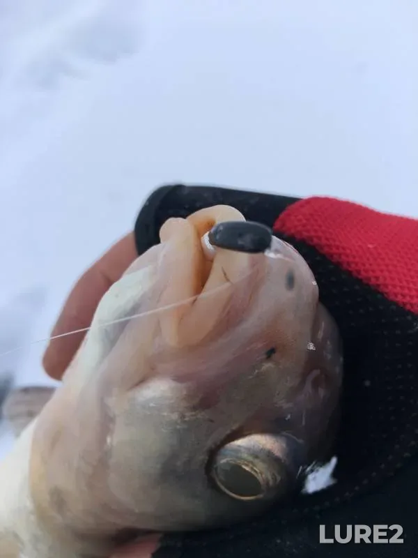 Bream — Vazuza, Dec 25, 2018