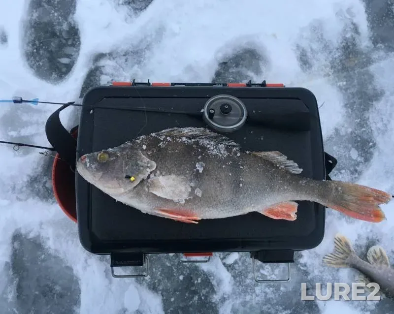 Perch, Pike — Uyvesh, Dec 15, 2018