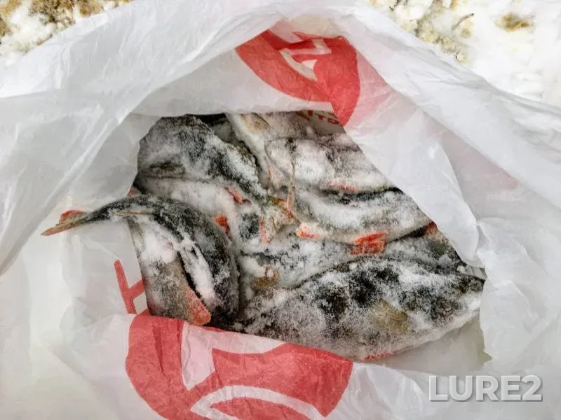 Perch — Ivankovskoye, Jan 27, 2018