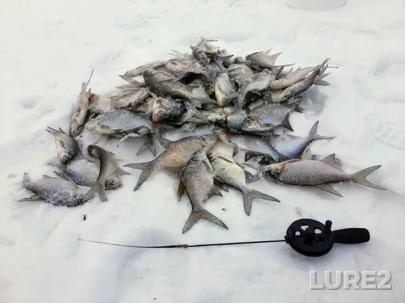 Bream, White bream — Vazuza, Feb 17, 2018
