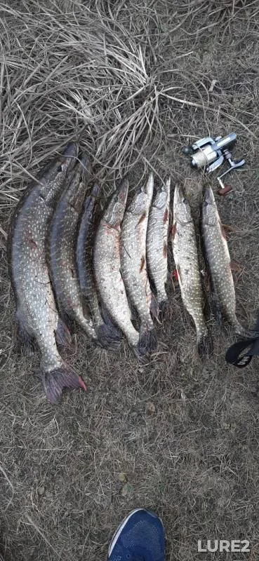 Pike — Turpanye, Nov 04, 2019