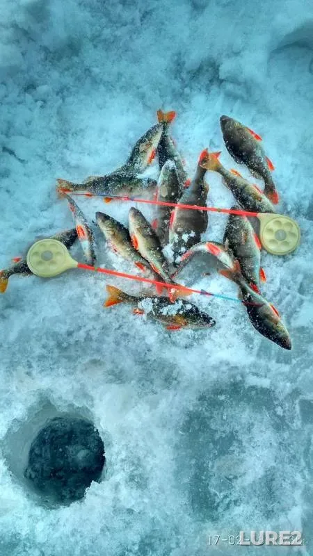 Perch — Upa, Feb 17, 2018