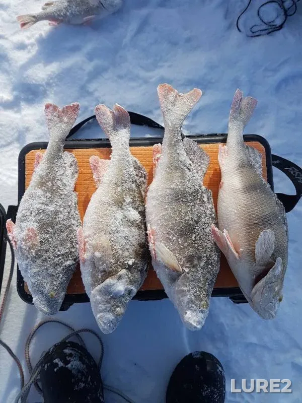 Perch — Ik, Feb 26, 2018