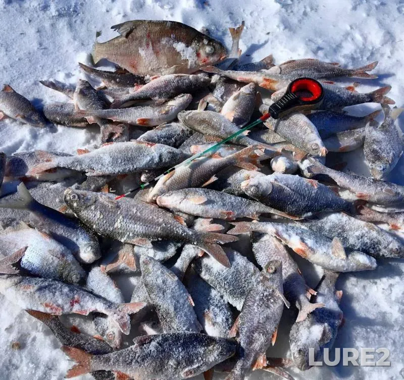 Roach, White bream — Volgo-Donskoy kanal, Feb 27, 2018
