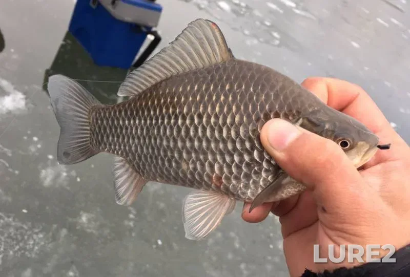 Crucian carp — Oka, Nov 20, 2018
