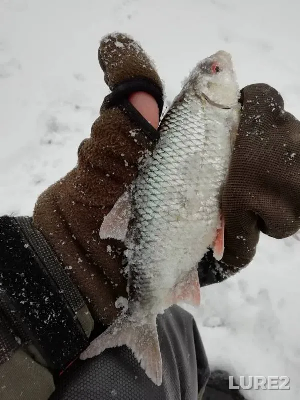 Perch, Roach — Klyazma, Dec 03, 2018