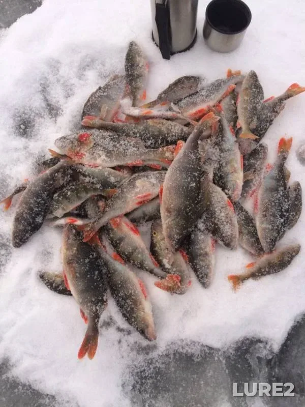 Perch — Nizhegorodskaya oblast, Dec 08, 2018