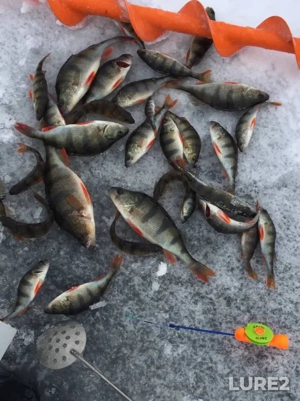 Perch — Grebnoy kanal, Nov 24, 2018