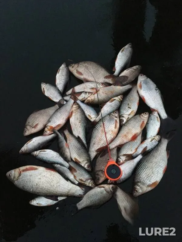 Crucian carp, Ide — Oka, Nov 20, 2018