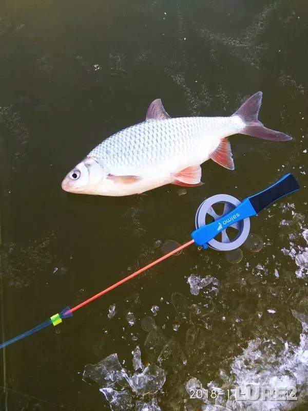 Perch, Roach — Babinskiy zaton, Nov 14, 2018
