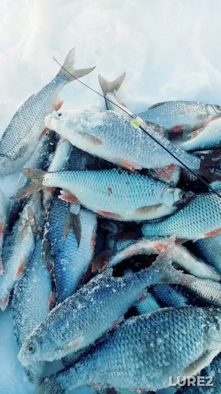 Perch, Roach — Belaya, Mar 11, 2018