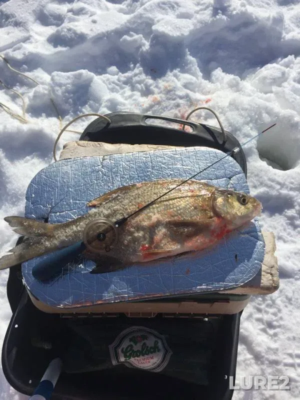 Bream — Sot, Mar 11, 2018