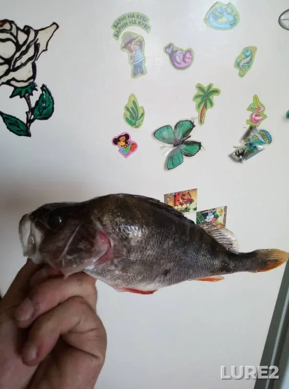 Perch — Vileyskoye, Sep 07, 2018