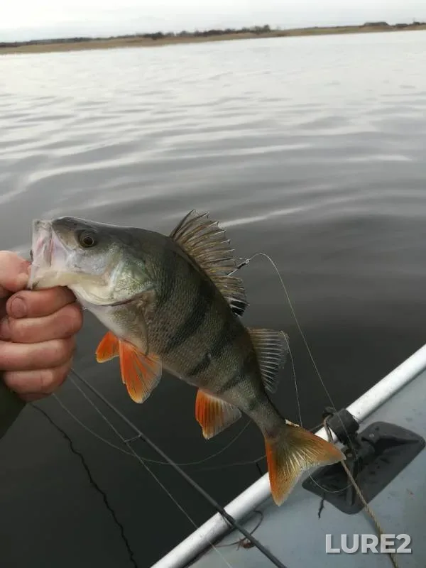 Perch, Pike — Salda, Oct 22, 2019