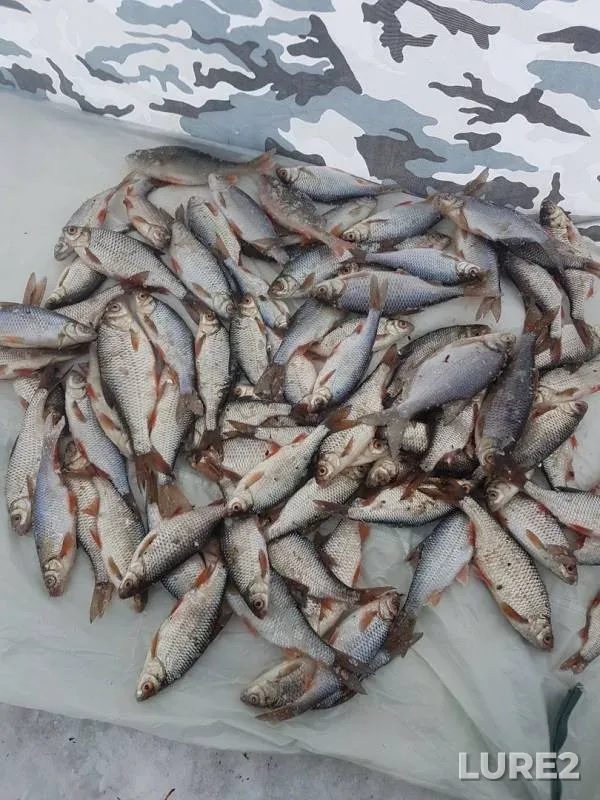Roach — Ik, Jan 22, 2018
