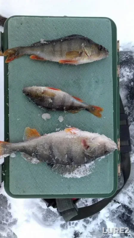 Perch — Orlovskaya oblast, Dec 08, 2017