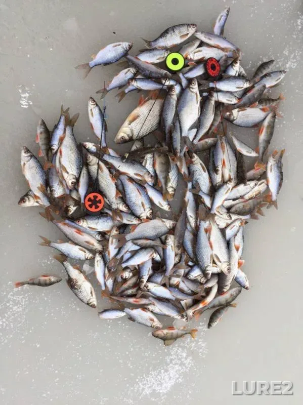 Perch, Roach — Klyazma, Nov 25, 2017