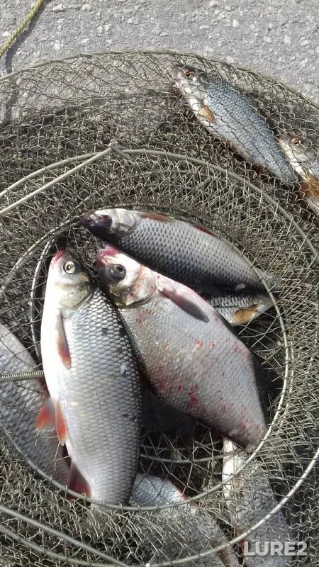 Bream, Roach — Saratovskaya oblast, May 01, 2017