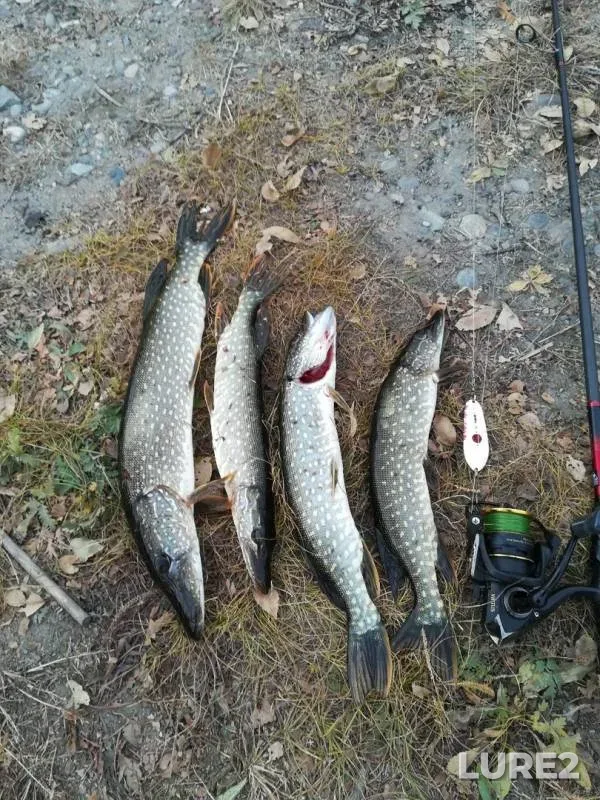 Pike — Salda, Oct 16, 2019