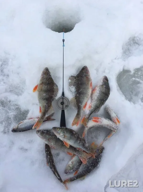 Perch, Roach — Uyvesh, Feb 04, 2017